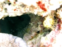 Garnele 2